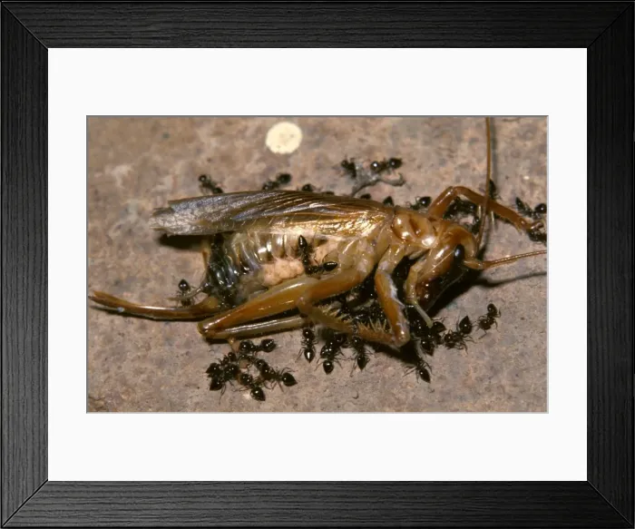 Framed Print : Picture No. 10862232 Framed Print : Picture No. 10862232