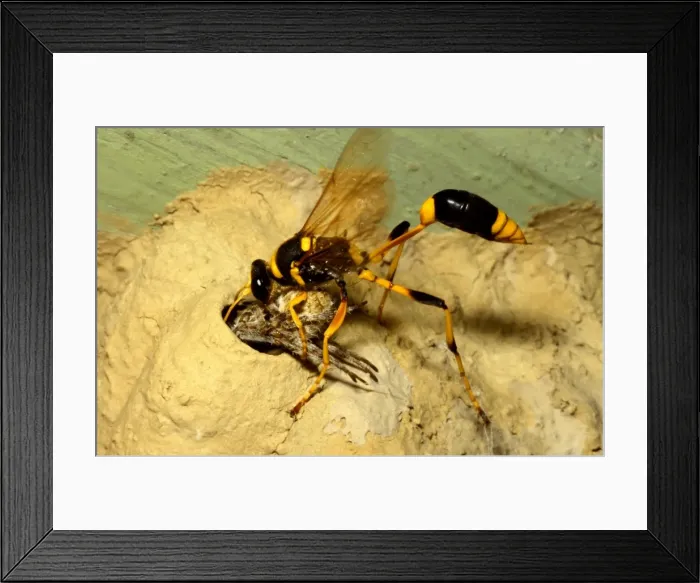 Framed Print : Picture No. 10862242 Framed Print : Picture No. 10862242