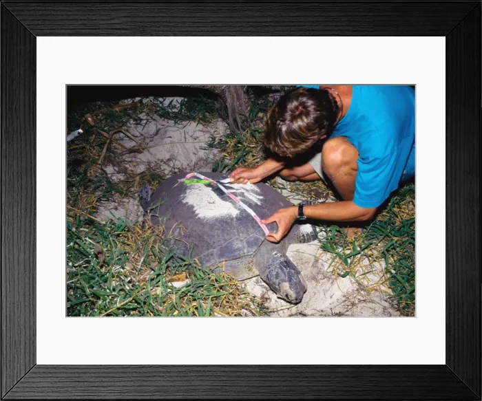 Framed Print : Picture No. 10862394 Framed Print : Picture No. 10862394