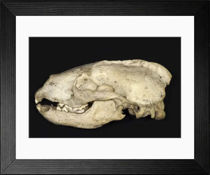 Framed Print : Picture No. 10862416 Framed Print : Picture No. 10862416