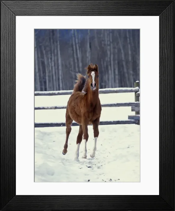 Framed Print : Picture No. 10862479 Framed Print : Picture No. 10862479