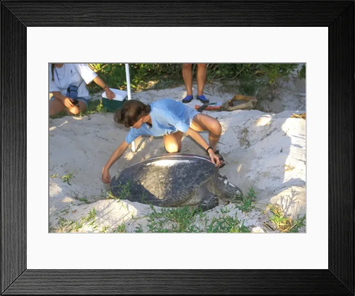 Framed Print : Picture No. 10862397 Framed Print : Picture No. 10862397