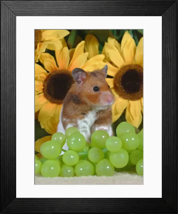 Framed Print : Picture No. 10862482 Framed Print : Picture No. 10862482