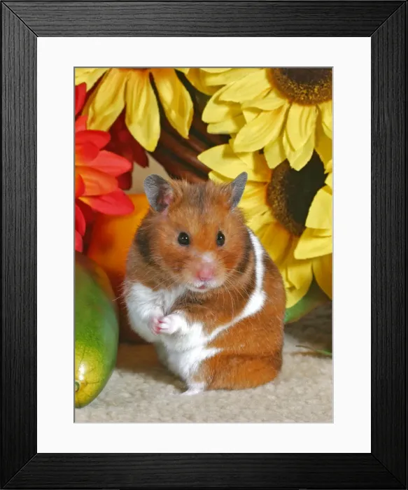 Framed Print : Picture No. 10862481 Framed Print : Picture No. 10862481