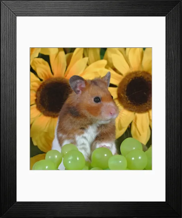 Framed Print : Picture No. 10862483 Framed Print : Picture No. 10862483