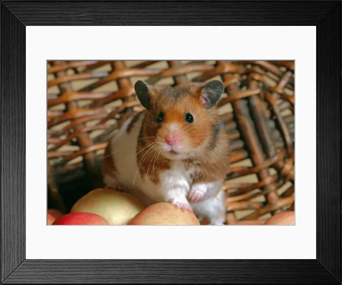 Framed Print : Picture No. 10862484 Framed Print : Picture No. 10862484