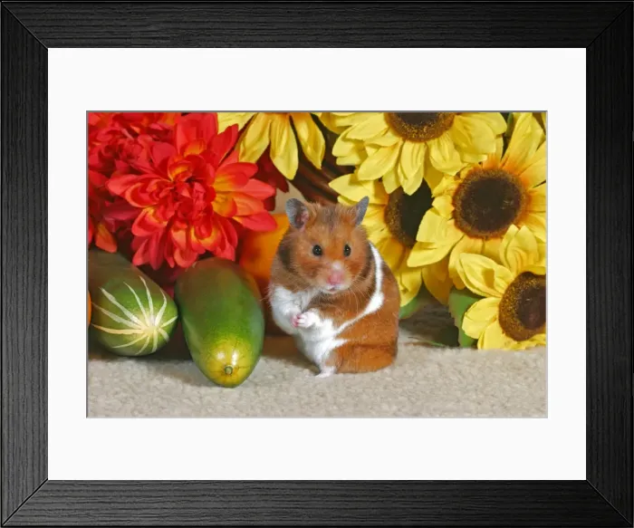 Framed Print : Picture No. 10862480 Framed Print : Picture No. 10862480