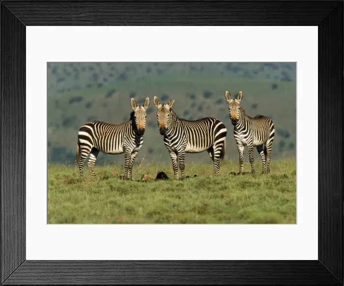 Framed Print : Picture No. 10862486 Framed Print : Picture No. 10862486