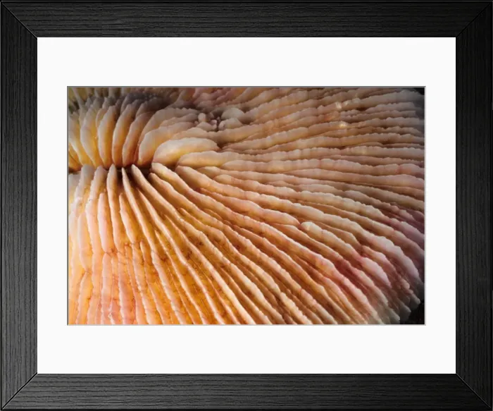 Framed Print : Picture No. 10862490 Framed Print : Picture No. 10862490