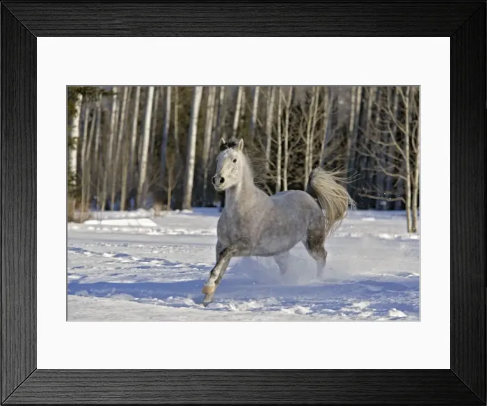 Framed Print : Picture No. 10862485 Framed Print : Picture No. 10862485