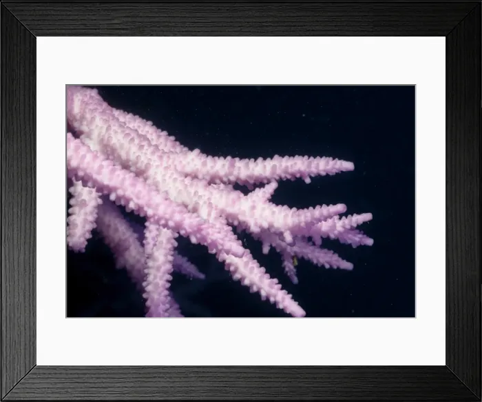 Framed Print : Picture No. 10862488 Framed Print : Picture No. 10862488