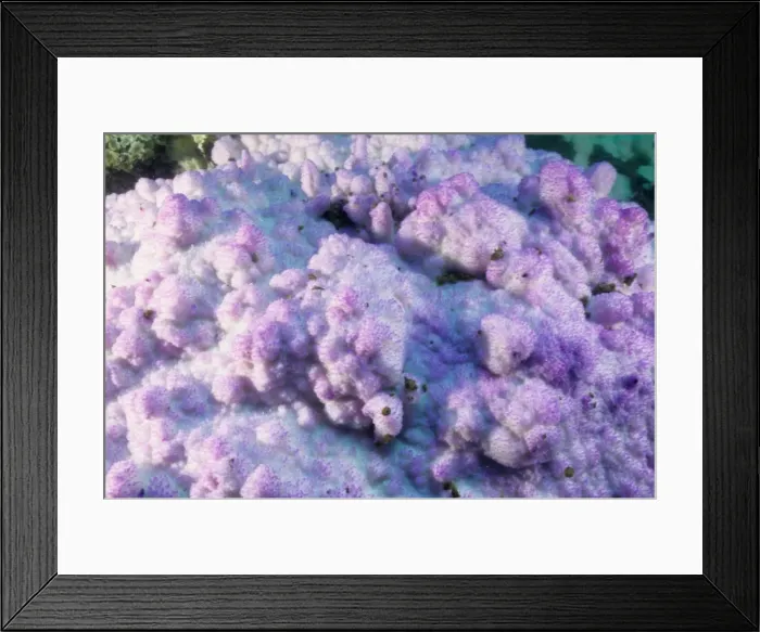 Framed Print : Picture No. 10862491 Framed Print : Picture No. 10862491