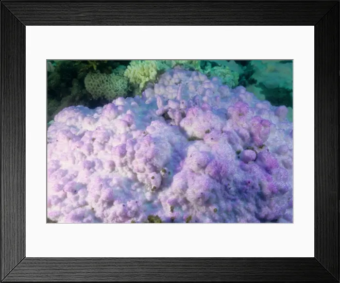Framed Print : Picture No. 10862492 Framed Print : Picture No. 10862492