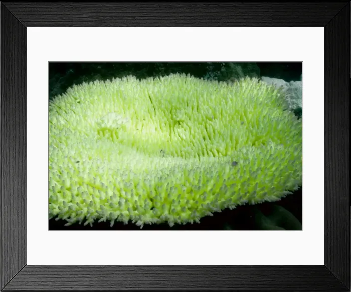 Framed Print : Picture No. 10862493