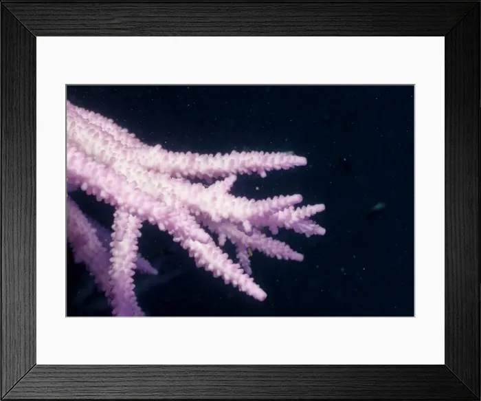 Framed Print : Picture No. 10862489 Framed Print : Picture No. 10862489