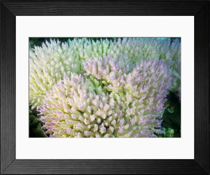 Framed Print : Picture No. 10862497 Framed Print : Picture No. 10862497
