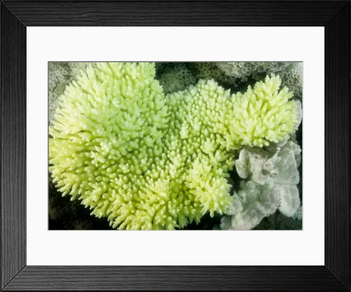 Framed Print : Picture No. 10862494 Framed Print : Picture No. 10862494