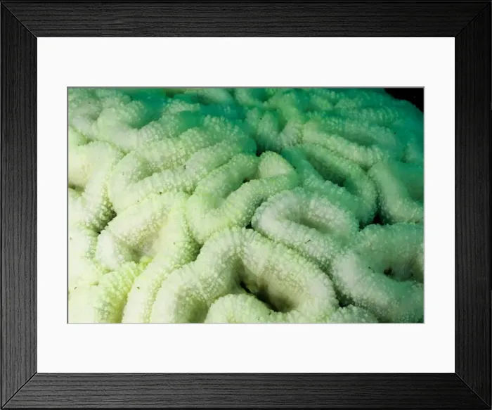 Framed Print : Picture No. 10862499 Framed Print : Picture No. 10862499