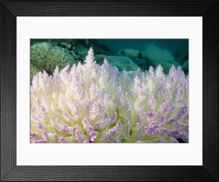 Framed Print : Picture No. 10862495 Framed Print : Picture No. 10862495