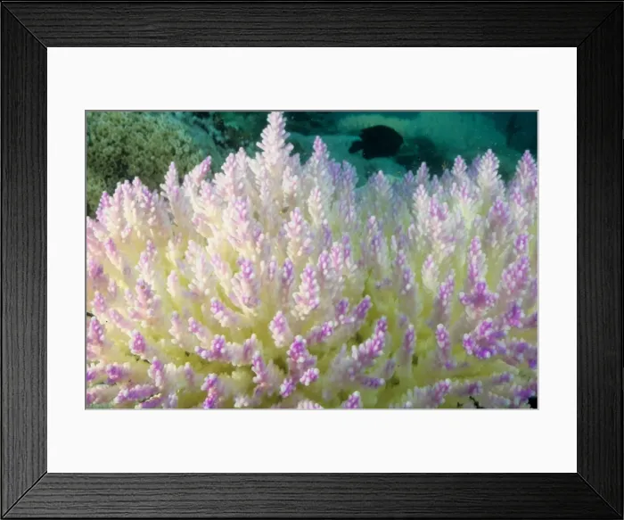 Framed Print : Picture No. 10862496 Framed Print : Picture No. 10862496