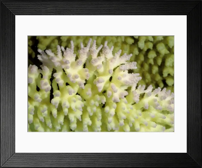 Framed Print : Picture No. 10862500 Framed Print : Picture No. 10862500