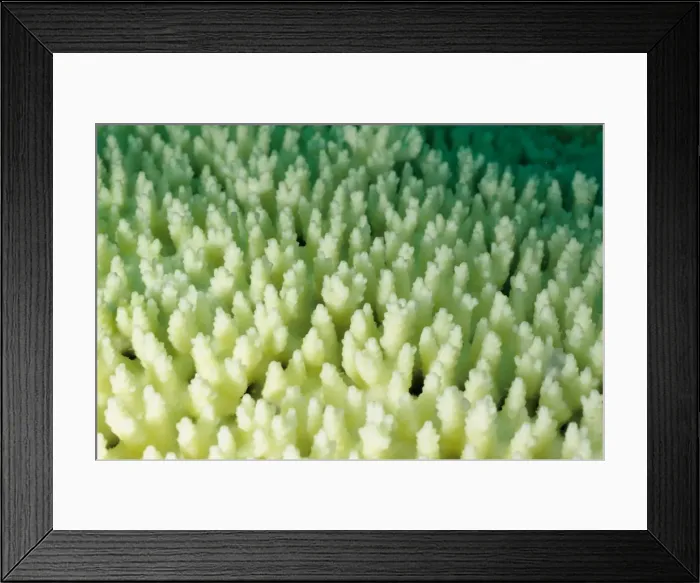 Framed Print : Picture No. 10862502 Framed Print : Picture No. 10862502