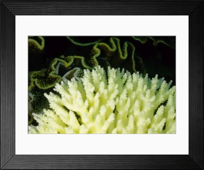 Framed Print : Picture No. 10862501 Framed Print : Picture No. 10862501