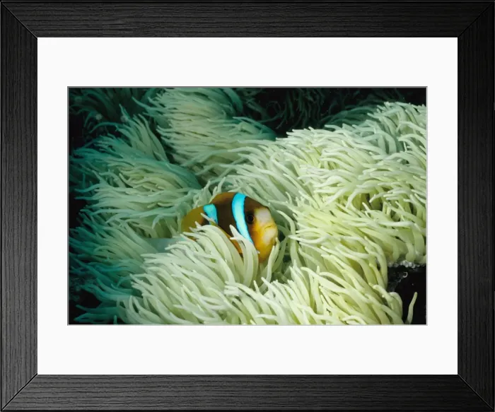 Framed Print : Picture No. 10862506 Framed Print : Picture No. 10862506