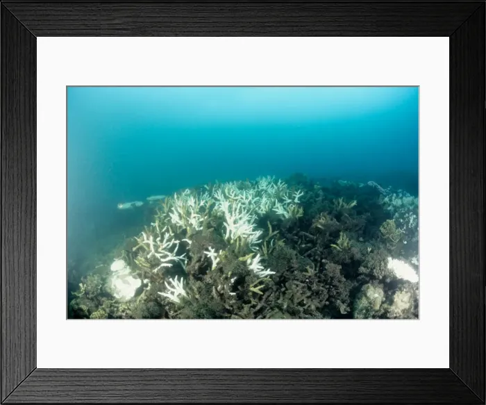 Framed Print : Picture No. 10862503 Framed Print : Picture No. 10862503