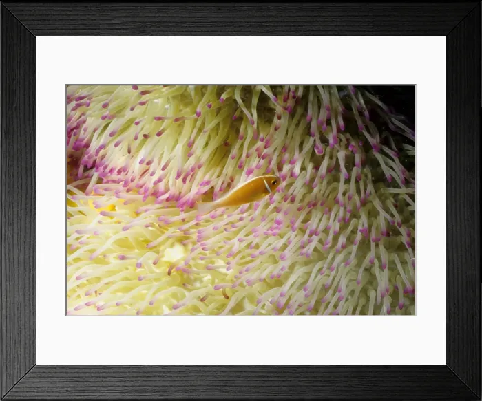 Framed Print : Picture No. 10862508 Framed Print : Picture No. 10862508