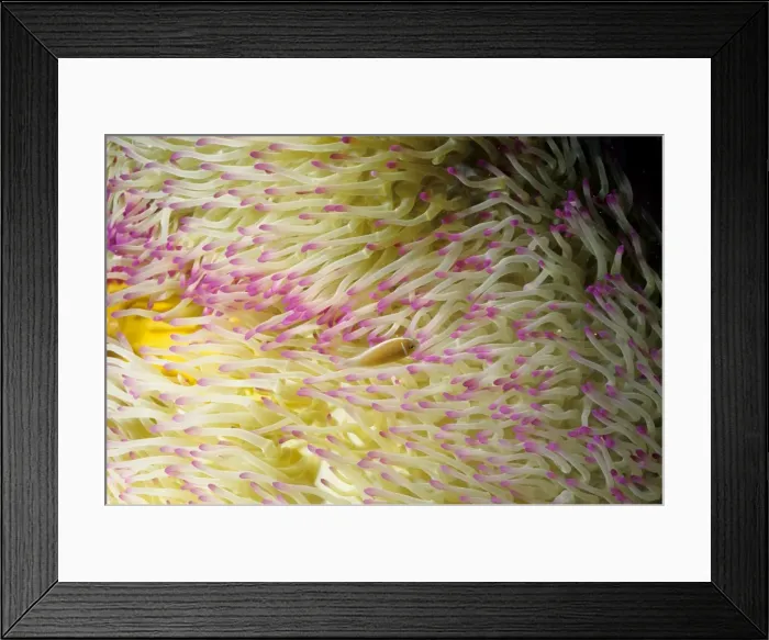 Framed Print : Picture No. 10862507 Framed Print : Picture No. 10862507