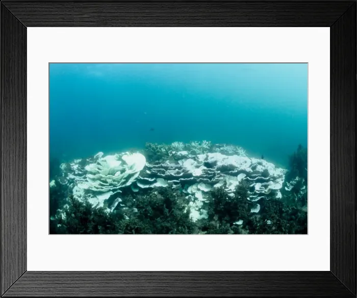 Framed Print : Picture No. 10862504 Framed Print : Picture No. 10862504