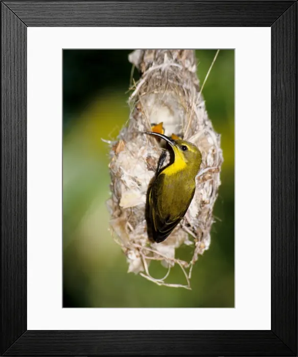 Framed Print : Picture No. 10862570 Framed Print : Picture No. 10862570