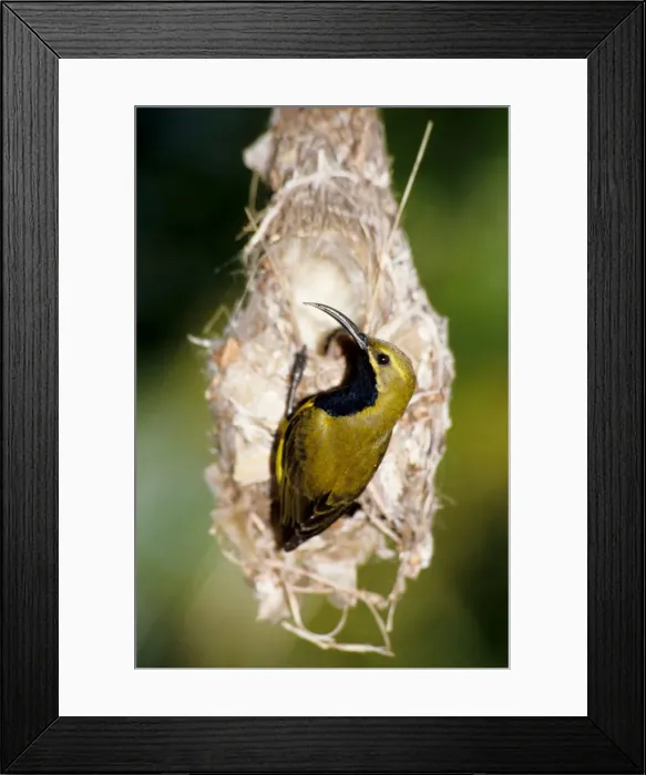 Framed Print : Picture No. 10862571 Framed Print : Picture No. 10862571