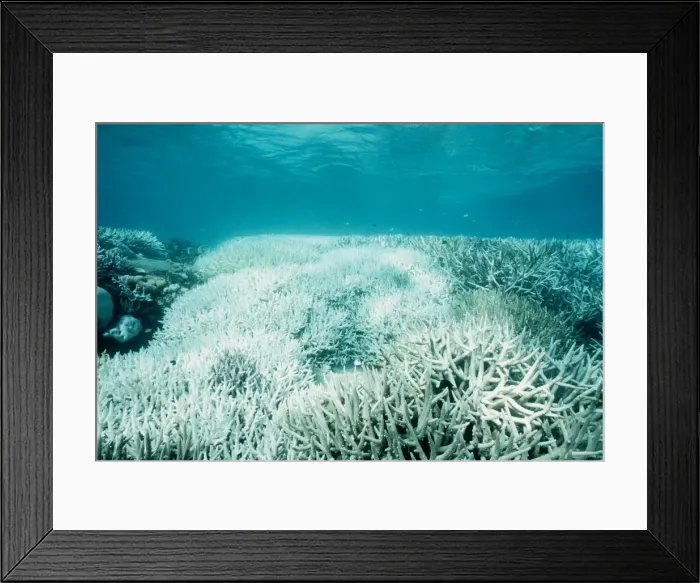 Framed Print : Picture No. 10862584 Framed Print : Picture No. 10862584