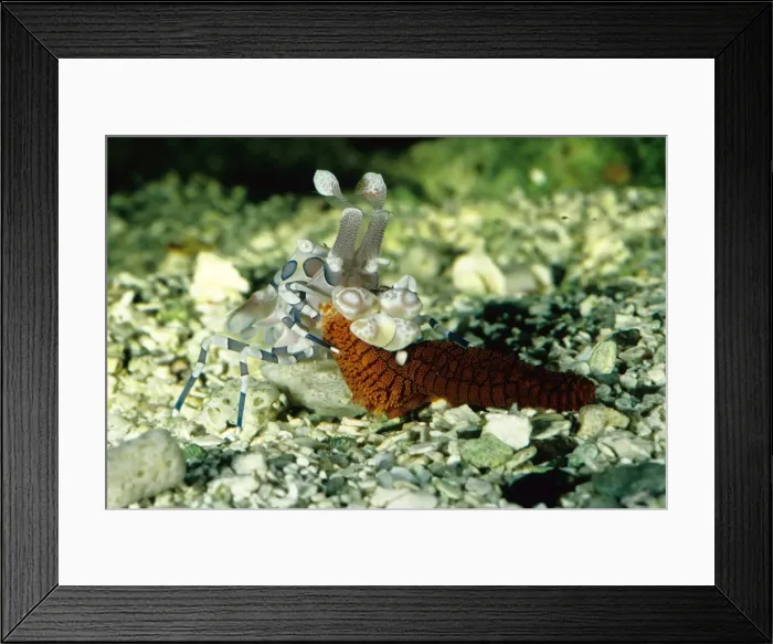 Framed Print : Picture No. 10862634