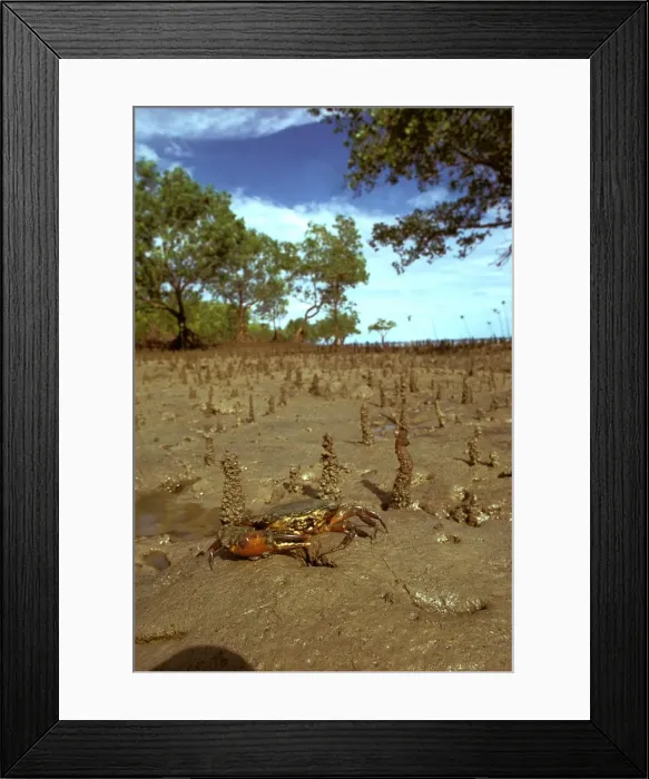 Framed Print : Picture No. 10863314 Framed Print : Picture No. 10863314
