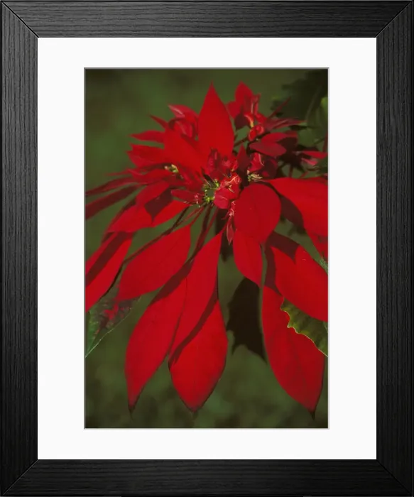Framed Print : Picture No. 10863315 Framed Print : Picture No. 10863315