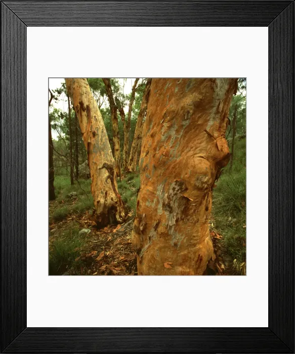 Framed Print : Picture No. 10863318 Framed Print : Picture No. 10863318