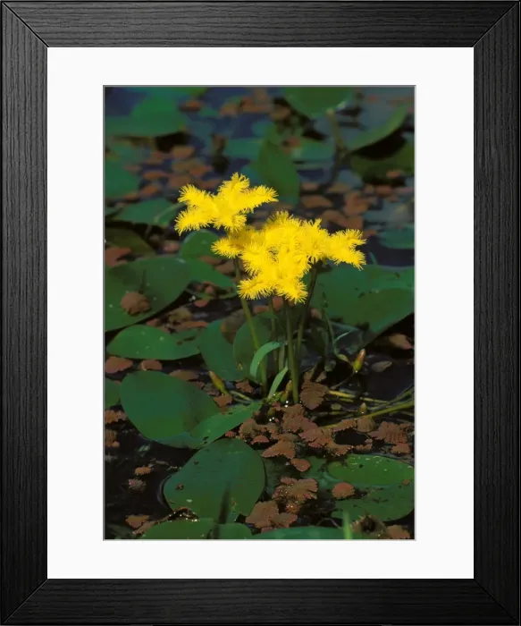 Framed Print : Picture No. 10863321 Framed Print : Picture No. 10863321