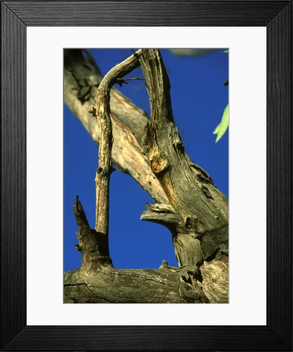 Framed Print : Picture No. 10863324 Framed Print : Picture No. 10863324