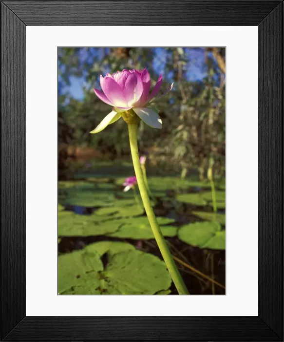 Framed Print : Picture No. 10863327 Framed Print : Picture No. 10863327