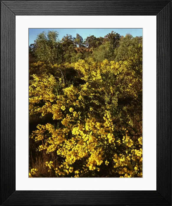 Framed Print : Picture No. 10863320 Framed Print : Picture No. 10863320