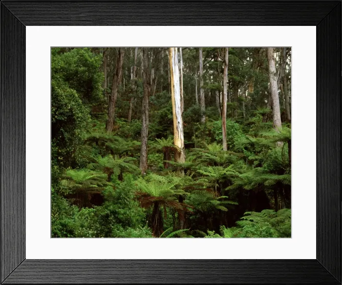 Framed Print : Picture No. 10863335
