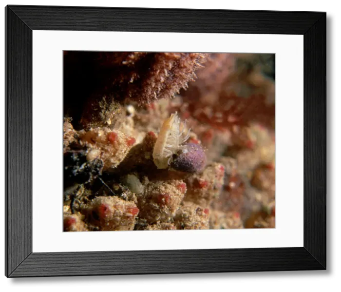 Framed Print : Picture No. 10863399 Framed Print : Picture No. 10863399