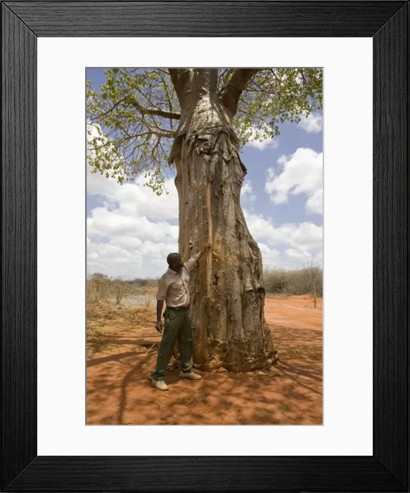 Framed Print : Picture No. 10863595 Framed Print : Picture No. 10863595