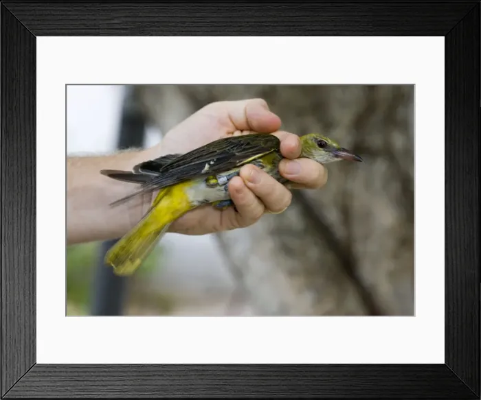 Framed Print : Picture No. 10863625 Framed Print : Picture No. 10863625