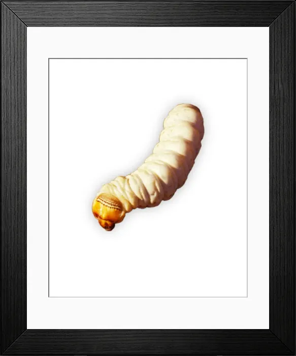 Framed Print : Picture No. 10863661 Framed Print : Picture No. 10863661