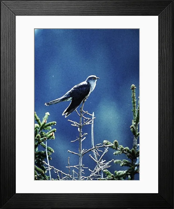 Framed Print : Picture No. 10863672 Framed Print : Picture No. 10863672