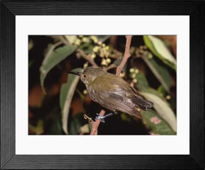Framed Print : Picture No. 10863650 Framed Print : Picture No. 10863650